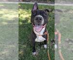 Small #2 American Pit Bull Terrier