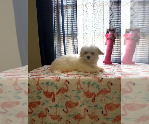 Medium Photo #1 Morkie Puppy For Sale in BENSON, NC, USA