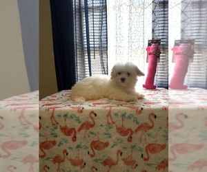 Morkie Puppy for sale in BENSON, NC, USA