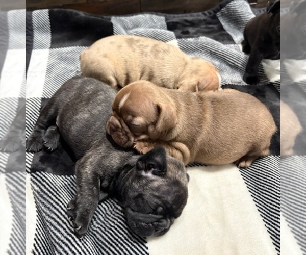Medium Photo #1 Faux Frenchbo Bulldog Puppy For Sale in MADERA, CA, USA