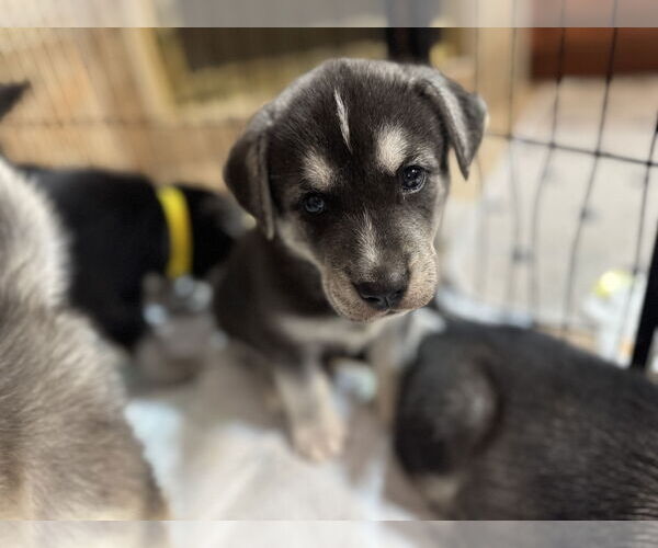 Medium Photo #3 Siberian Husky Puppy For Sale in Holly Springs, NC, USA
