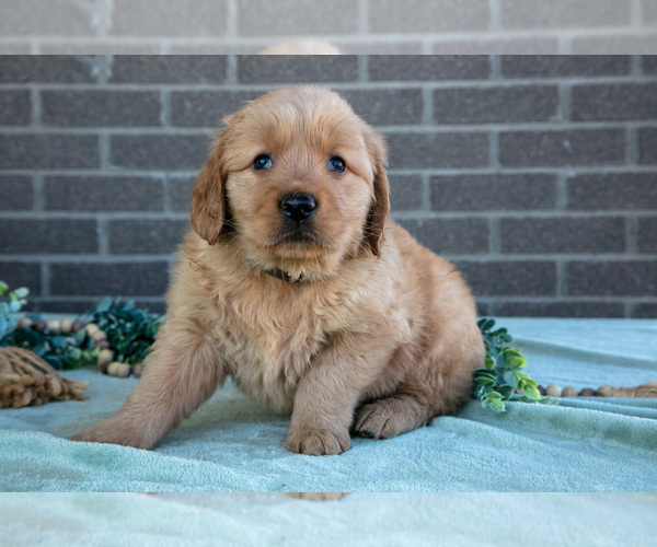 Medium Photo #1 Golden Retriever Puppy For Sale in MILLERSBURG, OH, USA