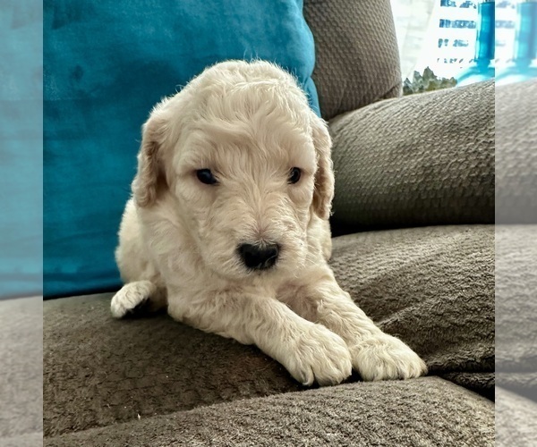 Medium Photo #5 Goldendoodle Puppy For Sale in PENSACOLA, FL, USA