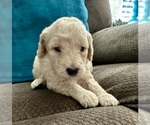 Small #4 Goldendoodle