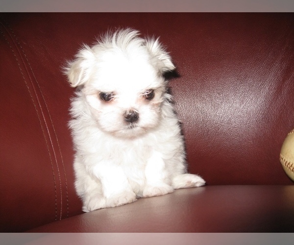 Medium Photo #3 Maltese Puppy For Sale in MARIETTA, GA, USA