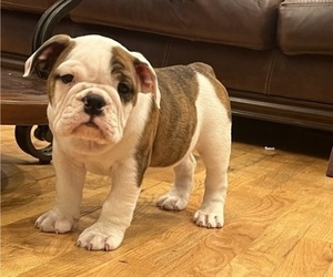 English Bulldog Puppy for Sale in RUTLEDGE, Georgia USA