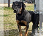 Small #1 Basset Hound-Rottweiler Mix