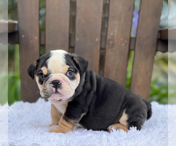 Medium Photo #1 Bulldog Puppy For Sale in ATHERTON, CA, USA