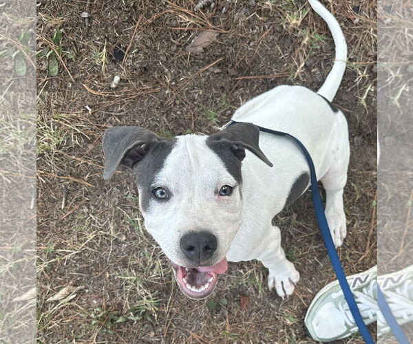 Medium Photo #3 American Pit Bull Terrier-Unknown Mix Puppy For Sale in Cary, NC, USA
