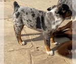 Small Photo #9 Texas Heeler Puppy For Sale in PAOLA, KS, USA