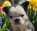 Small Photo #24 French Bulldog Puppy For Sale in HILLSBOROUGH, NJ, USA