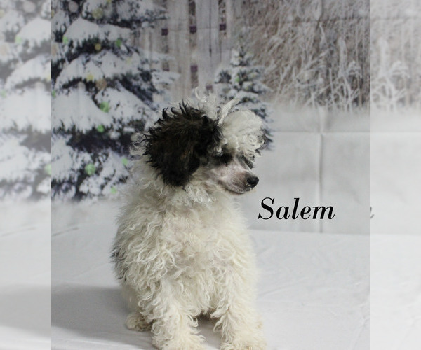 Medium Photo #19 Poodle (Toy) Puppy For Sale in CHANUTE, KS, USA
