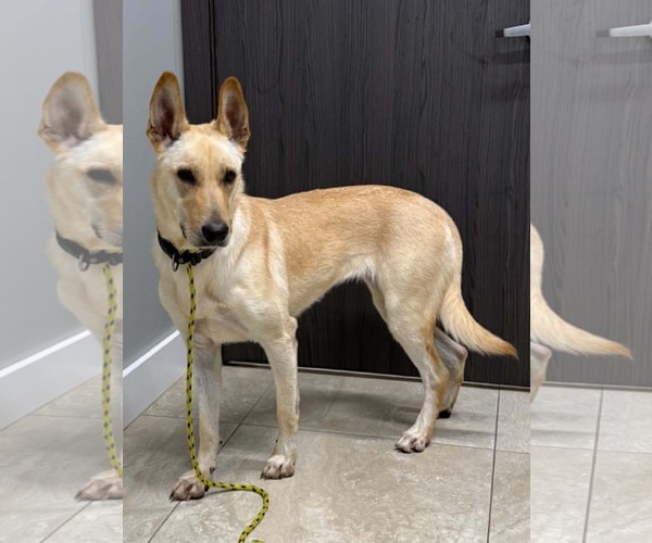Medium Photo #5 German Shepherd Dog-Unknown Mix Puppy For Sale in Plantation, FL, USA