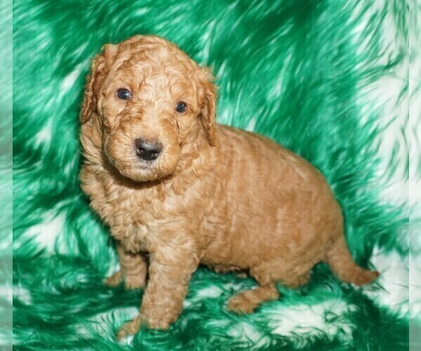 Medium Photo #5 Labradoodle Puppy For Sale in LA HABRA, CA, USA