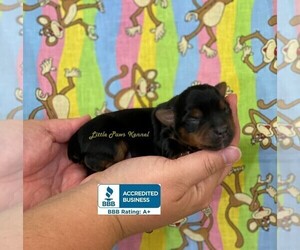 Yorkshire Terrier Puppy for sale in WINNSBORO, LA, USA
