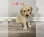 Small Photo #4 Goldendoodle Puppy For Sale in JACKSON, MO, USA