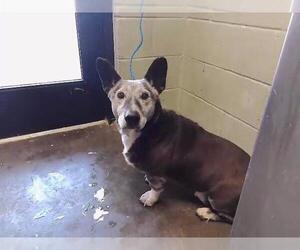 Pembroke Welsh Corgi-Unknown Mix Dogs for adoption in Tulsa, OK, USA