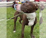 Small #14 American Pit Bull Terrier Mix