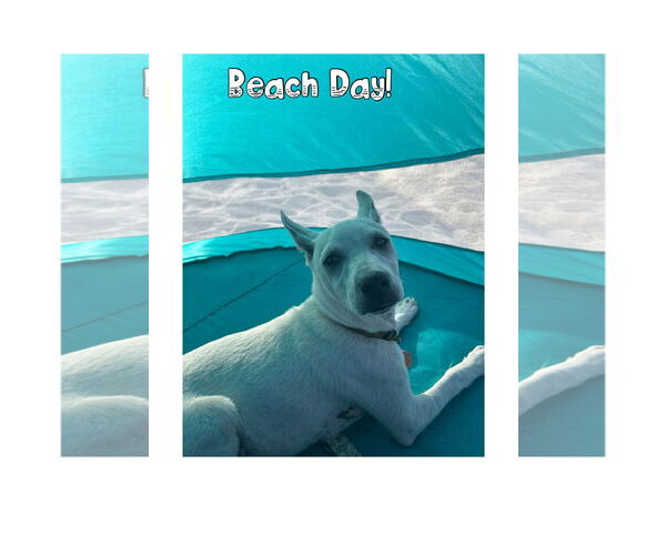 Medium Photo #3 Labrador Retriever-Unknown Mix Puppy For Sale in Royal Palm Beach, FL, USA
