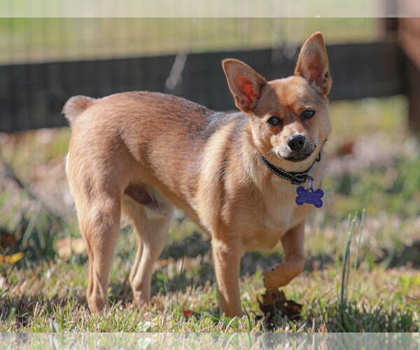 Medium Photo #12 Pineranian Puppy For Sale in Cookeville, TN, USA
