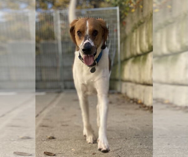 Medium Photo #10 Treeing Walker Coonhound-Unknown Mix Puppy For Sale in Chester, NJ, USA