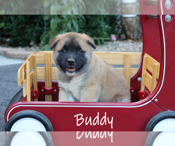 Medium Photo #4 Akita Puppy For Sale in MOUNT SIDNEY, VA, USA