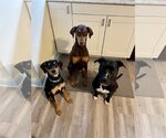 Small Photo #12 Doberman Pinscher-Unknown Mix Puppy For Sale in Buffalo, MN, USA