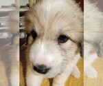Puppy Pinsesse Great Pyrenees