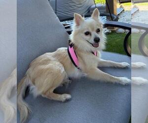 Buttercup - Female Chiranian Dog for Adoption - Photo #4