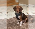 Small Photo #1 Beagle-Unknown Mix Puppy For Sale in Salt Lake City, UT, USA