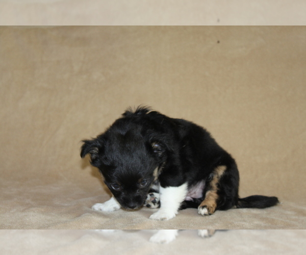 Medium Photo #3 Chihuahua Puppy For Sale in HUDSONVILLE, MI, USA