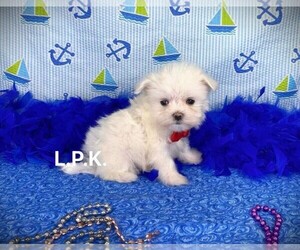 Maltese Puppy for sale in WINNSBORO, LA, USA