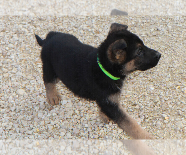 Medium Photo #5 German Shepherd Dog Puppy For Sale in EDGEWOOD, IA, USA