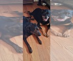 Small #1 Rottweiler Mix