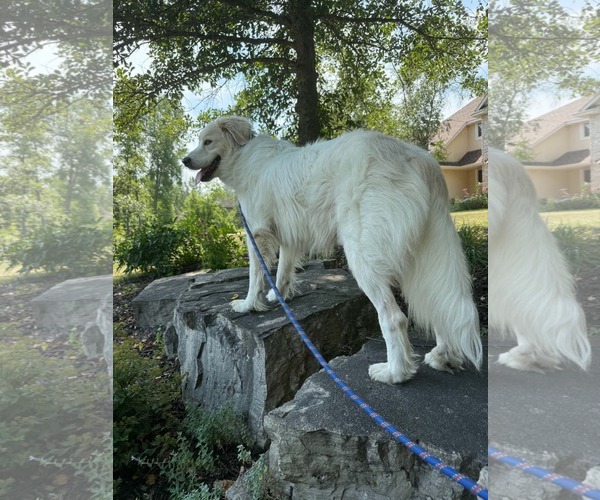 Medium Photo #10 Great Pyrenees-Unknown Mix Puppy For Sale in Minneapolis, MN, USA
