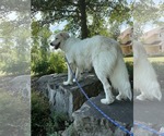 Small #9 Great Pyrenees Mix