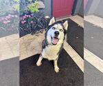 Small #2 Siberian Husky