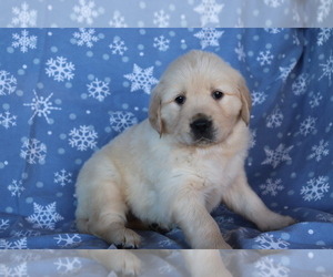 Golden Retriever Puppy for sale in SHILOH, OH, USA