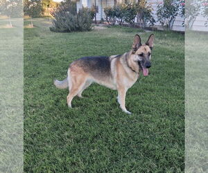 German Shepherd Dog Dogs for adoption in Modesto, CA, USA