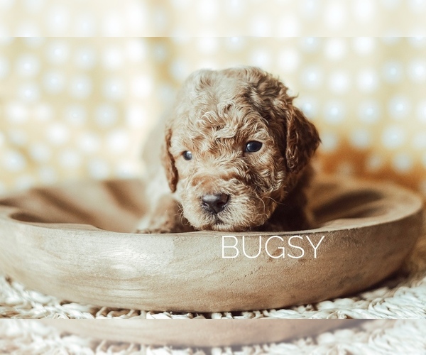 Medium Photo #6 Goldendoodle-Poodle (Miniature) Mix Puppy For Sale in MOUNTAIN HOME, ID, USA