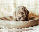 Small Photo #6 Goldendoodle-Poodle (Miniature) Mix Puppy For Sale in MOUNTAIN HOME, ID, USA
