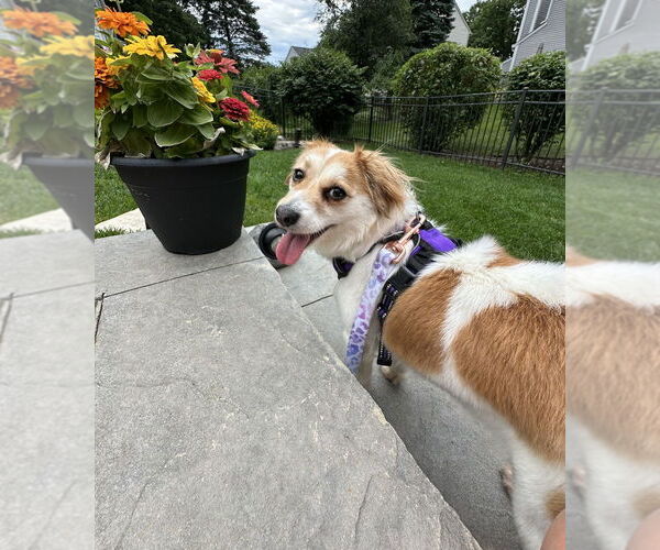 Medium Photo #12 Mutt Puppy For Sale in Mundelein, IL, USA