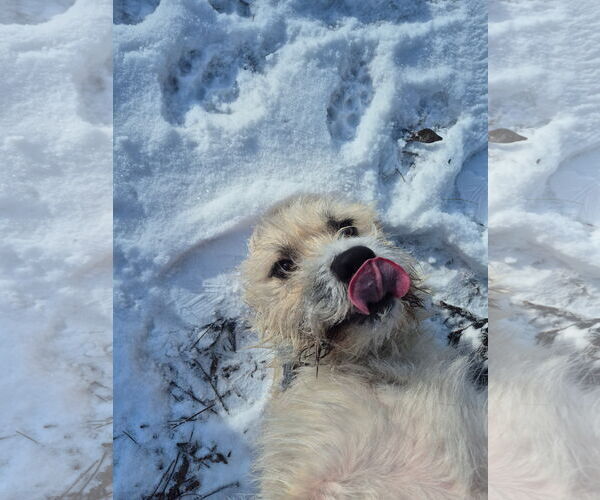 Medium Photo #3 Cairn Terrier-Unknown Mix Puppy For Sale in Techny, IL, USA