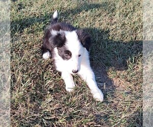 Border Collie Puppy for sale in WEST LIBERTY, KY, USA