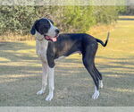 Small #5 Great Dane