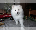 Puppy Frost Miniature American Eskimo