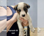 Small #5 Mutt