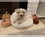 Small Photo #2 Schnauzer (Miniature) Puppy For Sale in TAYLORS, SC, USA