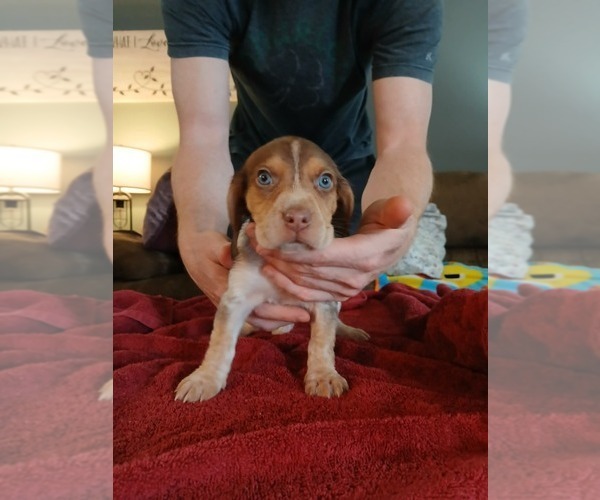 Medium Photo #33 Beagle Puppy For Sale in BOWLING GREEN, MO, USA