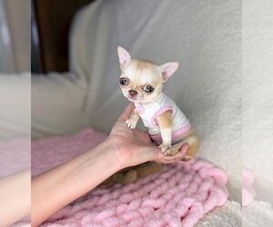 Chihuahua Dogs for adoption in LOS ANGELES, CA, USA